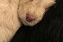 80094989_500612534136546_4219309810698420224_n