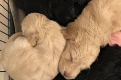 80124563_747294419108877_1248160561854676992_n